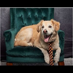 Meet your Posher, Glenda